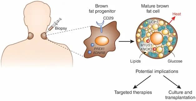 Brown Fat ActivationInnovative Medical Wellness